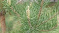 Beautiful pine branch Ural Russia