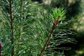 Beautiful pine branches close-up in the background light Royalty Free Stock Photo