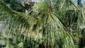 Beautiful pine branches with long and thin prickly needles. The tree looks soft and fluffy. The needles have a rich green color.