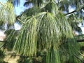 Beautiful pine branches with long and thin prickly needles. The tree looks soft and fluffy. The needles have a rich green color.