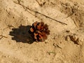 Beautiful pine cone