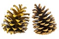 Beautiful pine cones isolated on a white background Royalty Free Stock Photo