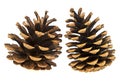 Beautiful pine cones isolated on white background Royalty Free Stock Photo