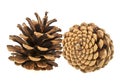 Beautiful pine cones isolated on white background Royalty Free Stock Photo