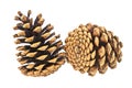 Beautiful pine cones isolated on white background Royalty Free Stock Photo