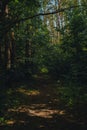 Beautiful pine and fir forest with thick layer of green moss covering the forest floor. Scenic view Sunlight shining Royalty Free Stock Photo