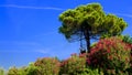 Beautiful pine and flowering oleanders in Italy