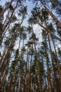 Beautiful pine forest against blue sky bottom view. Vastness and wilderness concept. Pine wood. Royalty Free Stock Photo