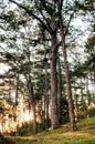 Beautiful pine forest in Baguio, Luzon, Phillippines Royalty Free Stock Photo