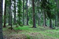 Beautiful pine forest