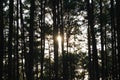 Beautiful pine forest landscape with sunlight shining through the trees. Forest trees covered with golden sunlight before sunset. Royalty Free Stock Photo