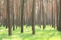 Beautiful pine forest with large pine trees and green grass insummer Royalty Free Stock Photo