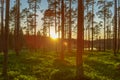 Beautiful pine forest in morning sunlight and a glowing sunflare Royalty Free Stock Photo