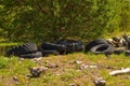 Beautiful pine forest and old rubber tires scattered around Royalty Free Stock Photo