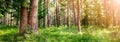Beautiful pine forest panorama in the summer morning. Royalty Free Stock Photo