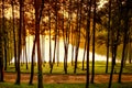 Morning at Pang Ung pine forest park nature scene Royalty Free Stock Photo