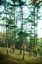 Beautiful pine forest in Baguio, Luzon, Phillippines Royalty Free Stock Photo