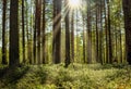 Beautiful pine forest in spring, sun rays through tree trunks, landscape Royalty Free Stock Photo