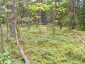 A beautiful pine forest in the summer with bluberry