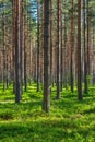 Beautiful and well cared pine forest in summer