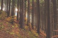 Beautiful pine forest in sunlight, nature outdoors background Royalty Free Stock Photo