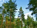 Tall pines in a pine forest. Royalty Free Stock Photo