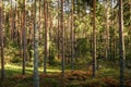 Beautiful pine forest at sunset. Long tree trunks. Royalty Free Stock Photo