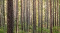 Beautiful pine forest at sunset. Long tree trunks.