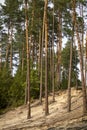 A beautiful pine forest, spruce in the background Royalty Free Stock Photo