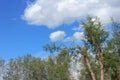 Beautiful pine forest under Blue sky bright with white cloud Royalty Free Stock Photo