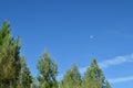 Beautiful Pine Forest With Views Of The Sky With A Half Moon In The Countryside Of Galicia. Nature, Landscapes, Botany, Travel.