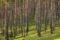 Beautiful pine forest with walking paths and bird houses