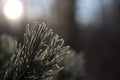 Beautiful Pine needles covered in icy frost, back lit by sun. Macros shot with blurred background