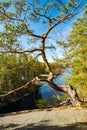 Beautiful pine on the rock and lake Lapinsalmi in the national park Repovesi, Finland