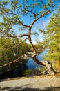 Beautiful pine on the rock and lake Lapinsalmi in the national park Repovesi, Finland