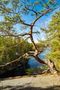 Beautiful pine on the rock and lake Lapinsalmi in the national park Repovesi, Finland