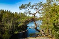 Beautiful pine on the rock and lake Lapinsalmi in the national park Repovesi, Finland