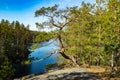 Beautiful pine on the rock and lake Lapinsalmi in the national park Repovesi, Finland