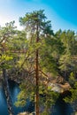 Beautiful pine on the rock and new bridge over the lake Lapinsalmi in the national park Repovesi, Finland