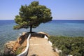 Beautiful pine on a stone ledge into the Aegean Sea. Royalty Free Stock Photo