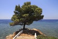 Beautiful pine on a stone ledge. Royalty Free Stock Photo