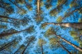 Beautiful pine tops. Tall trees. Pine forest Royalty Free Stock Photo