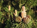 Pine tree cone in spring, Lithuania Royalty Free Stock Photo