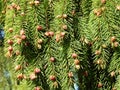 Pine tree branches with cone in spring, Lithuania Royalty Free Stock Photo