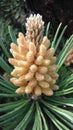 Beautiful pine tree bud in spring, Lithuania Royalty Free Stock Photo