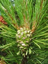 Fresh pine tree cone, Lithuania Royalty Free Stock Photo