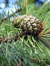 Fresh pine tree cone, Lithuania Royalty Free Stock Photo