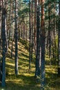 Beautiful pine tree forest with sunshine coming through the trees Royalty Free Stock Photo