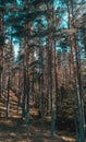 Beautiful pine tree forest with sunshine coming through the trees Royalty Free Stock Photo