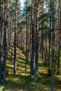 Beautiful pine tree forest with sunshine coming through the trees Royalty Free Stock Photo